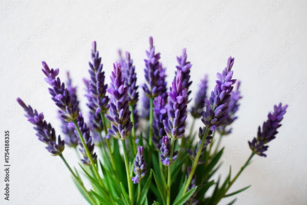 Naklejka premium Rustic lavender bunch on weathered wood table, soft natural light, Provence style. A tight knit bunch of fresh lavender flowers, stems tied with simple twine, resting on a distressed, rough hewn
