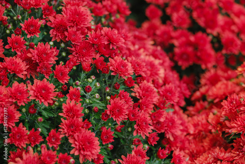 Photos Bright red chrysanthemums bloom densely in a garden, lush green foliage visible