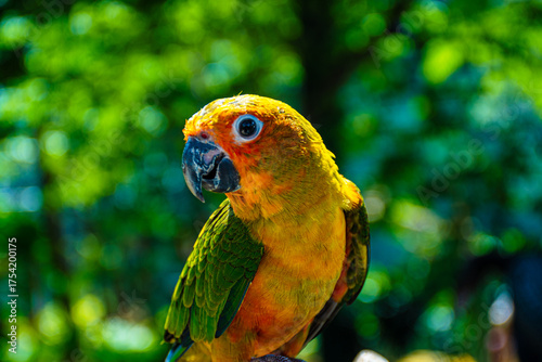 blue and yellow macaw