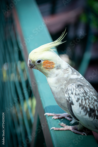 Cockatiel
