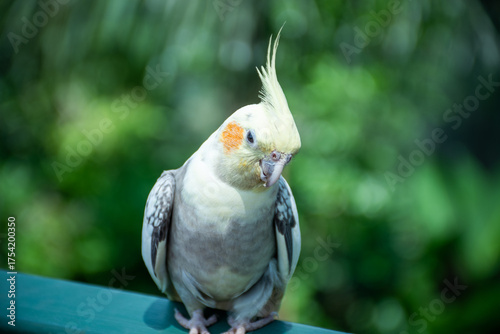 Cockatiel