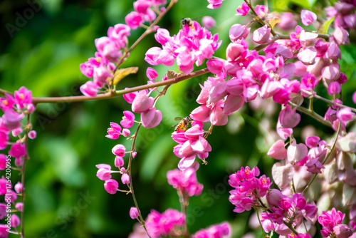 Pink flowers and a bees