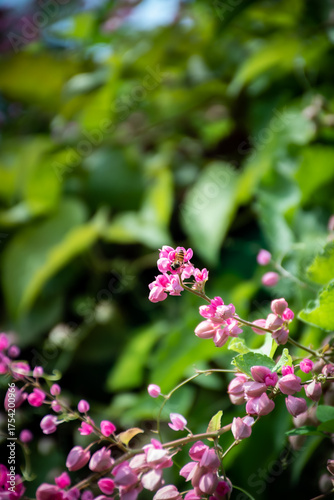 Pink flowers and a bees