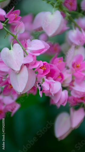 Pink flowers and a bees