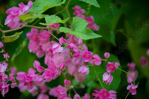Pink flowers and a bees