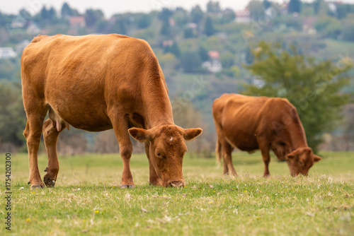 Close-up of a fluffy brown cow grazing on lush grass in a serene natural pasture. A peaceful scene of healthy cattle feeding in isolation.

