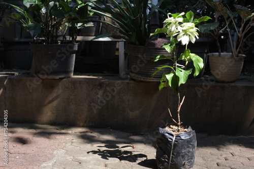 white flower plants in poly bag