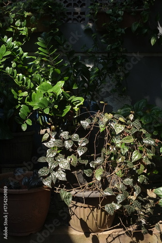 sunlight falls on the leaves diagonally