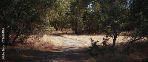 Forest trail with dry grass and trees on sunny day