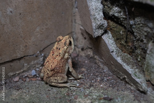 Southeast Asian spiny frog. This rough-skinned amphibian has the scientific name Bufo melanostictus.