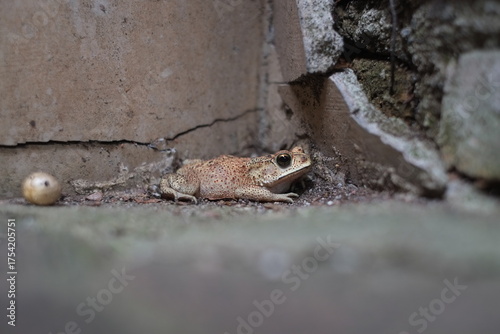 Southeast Asian spiny frog. This rough-skinned amphibian has the scientific name Bufo melanostictus.