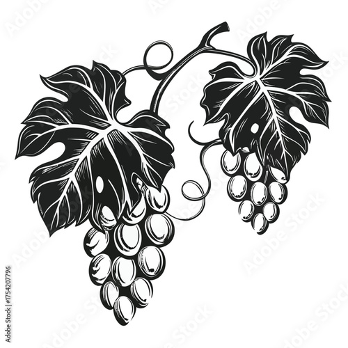 Vintage grapes and leaves design artistic rendering food beverage vineyard fruit