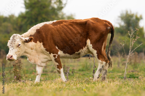 A sick, emaciated cow standing alone in a pasture, visibly malnourished and unhealthy. Documenting animal welfare issues in rural settings.

