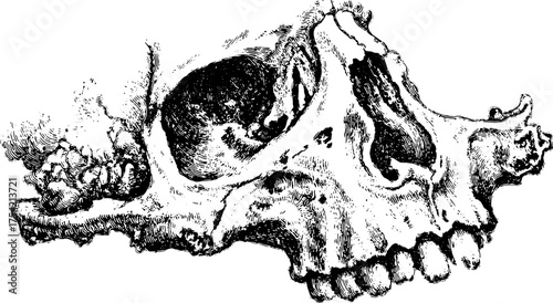 Skull engraving in vintage style. Detailed black and white vector illustration showcasing anatomical features.