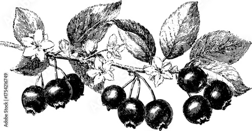 Blackberry branch with flowers and leaves in vintage outline style. Detailed black and white vector illustration.