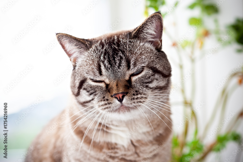 Fototapeta premium Close-up of a tabby cat with closed eyes, basking in gentle natural light with a calm expression.