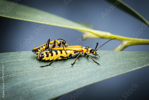 Yellow soldier beetle resting on a plant in the afternoon at Mount Coot-tha Botanical Gardens in Brisbane.