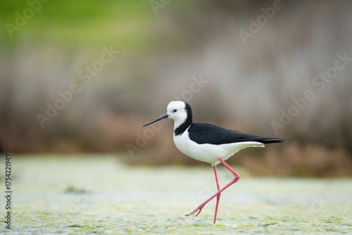 Close up of Pied stilt or Poaka wading in lake margins