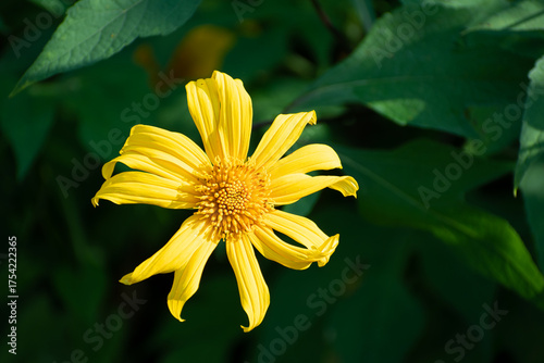 Yellow flower blossom