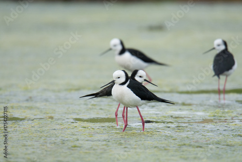 group of Pied stilt or Poaka wading in lake margins