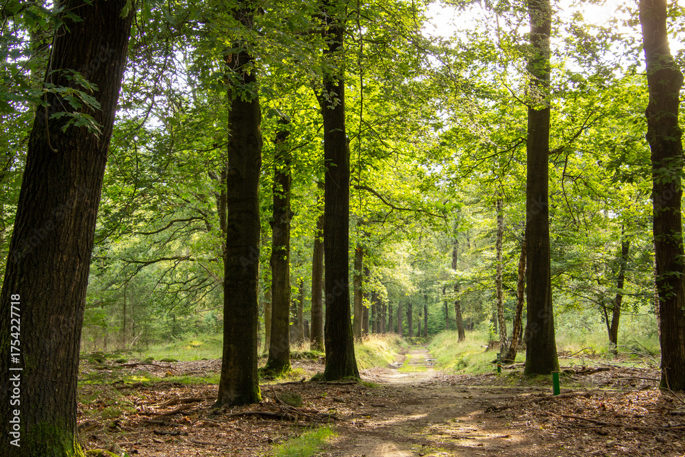 Obraz premium Forest lane during the golden hour on the Veluwe.