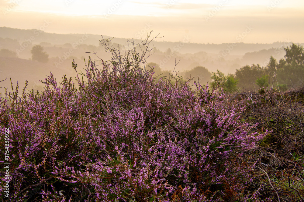 Obraz premium Close-up of purple heather on the Posbank