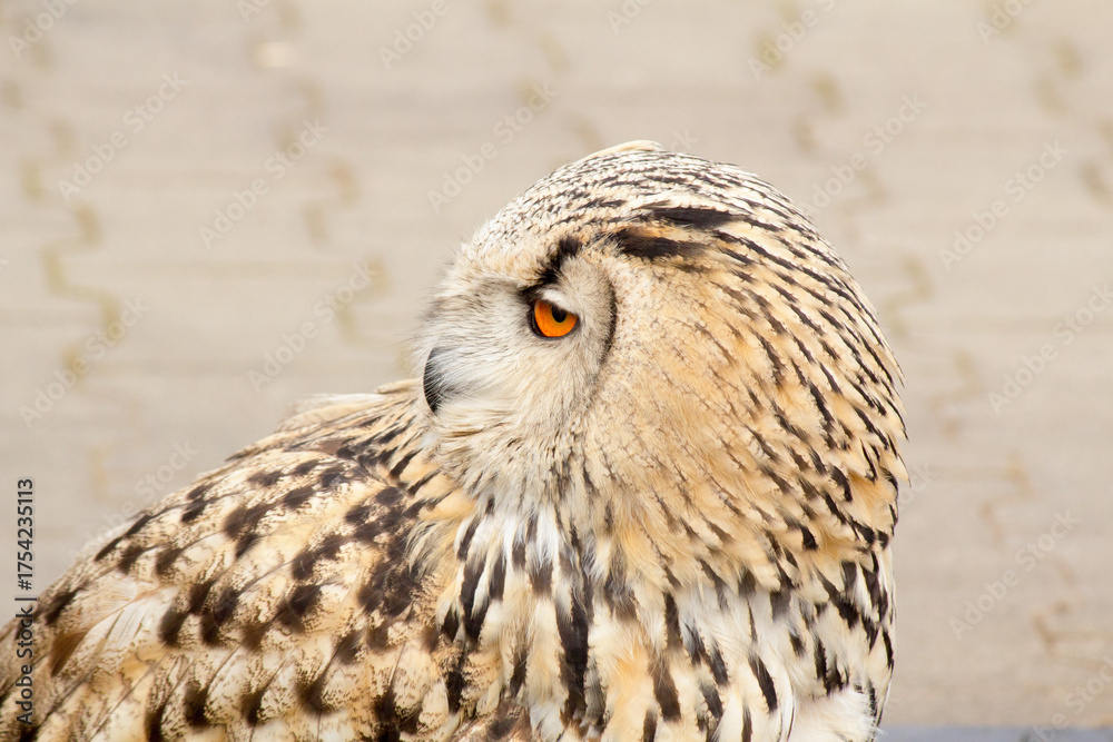 Fototapeta premium European oohoo or eagle owl