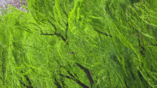 Willow trees blown by strong winds in spring