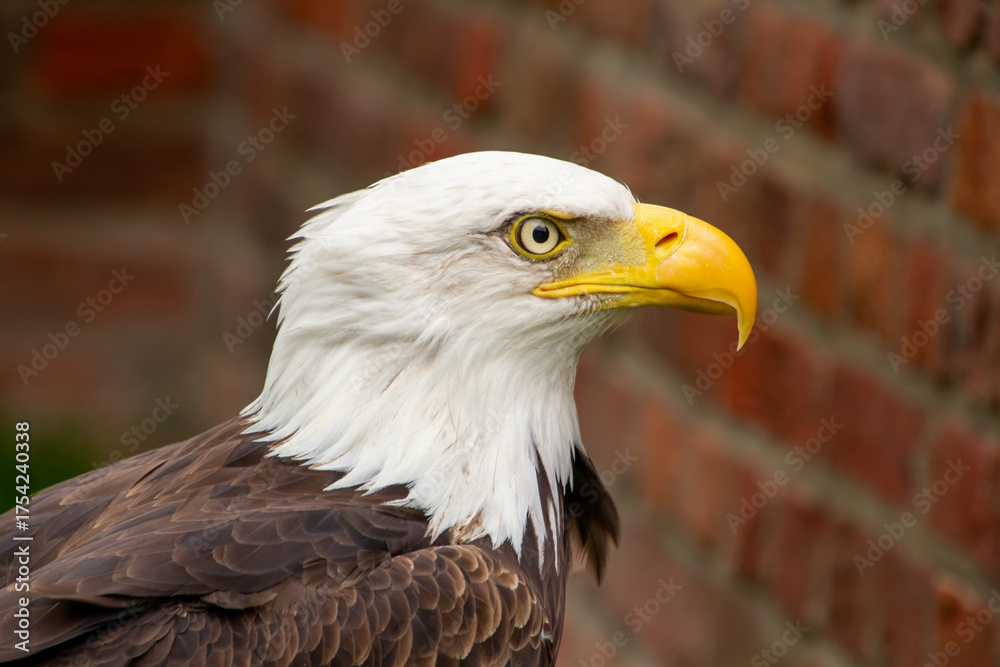 Obraz premium American bald eagle