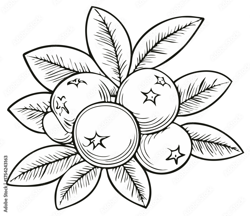 Fototapeta premium Detailed botanical illustration of a cluster of fresh berries with leaves line art drawing for design