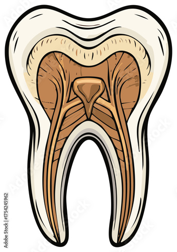 Anatomical illustration of a molar tooth cross section showing layers and root canal structure