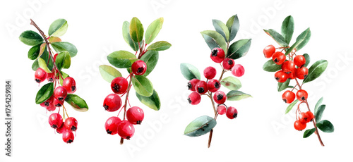Watercolor lingonberry berries collection set. Branch of lingonberries with green leaves and berries. Watercolor natural berry elements. Hand drawn collection of red berries.