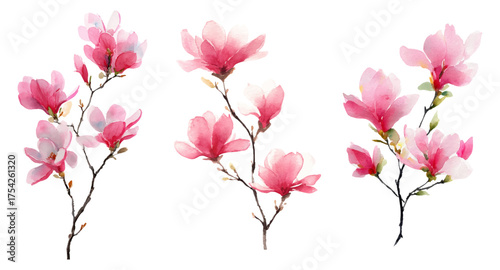 Set of watercolor magnolia branches. Branch with pink magnolia flowers on isolated background. First spring flowers hand drawn illustration. Vector illustration.