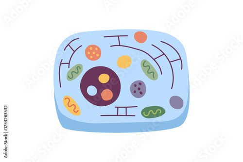 Animal cell structure. Vector flat clipart isolated on white.