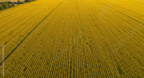 Aerial overhead view of an immense blooming yellow rapeseed field planted in neat rows extending towards the horizon under sunlight