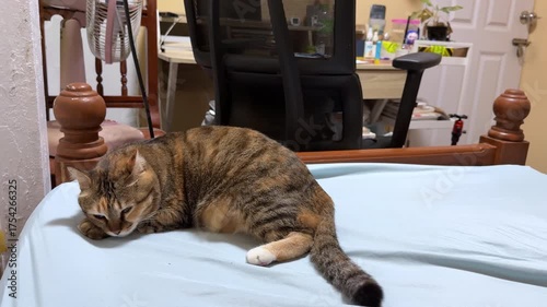Tabby cat on bed .