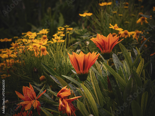 red and yellow flowers