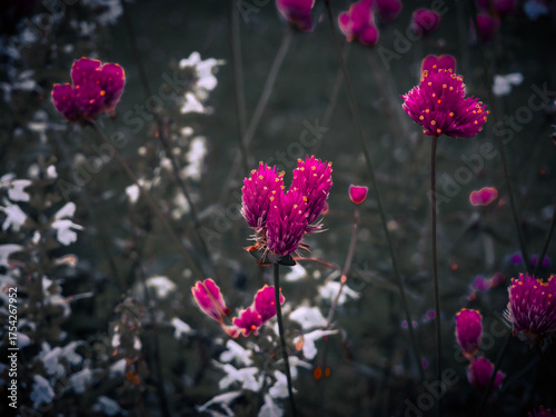 flowers in the garden