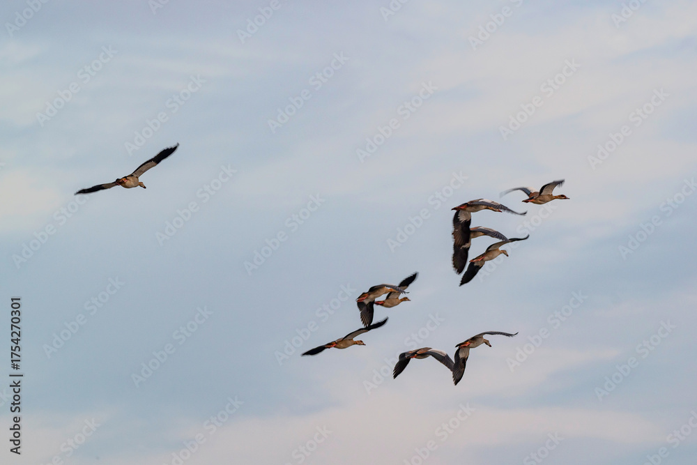 Obraz premium Canards du Cap en vol