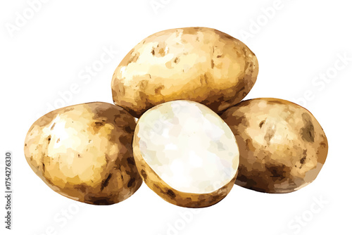Watercolor illustration of four raw potatoes with one cut in watercolor illutrastion transparent background