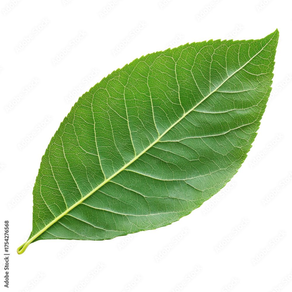 Fototapeta premium Green leaf close-up, fresh botanical foliage texture, natural plant element for eco design and packaging isolated PNG with Transparent Background