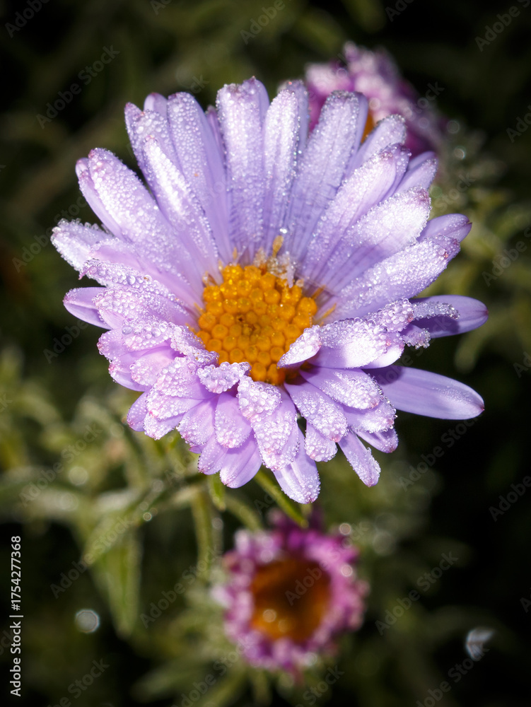 Obraz premium A purple flower with a yellow center