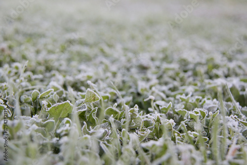 frost on grass at early cold morning