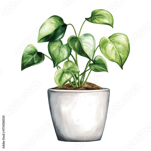 Potted houseplant with lush green heart-shaped leaves in a watercolor illutrastion transparent background