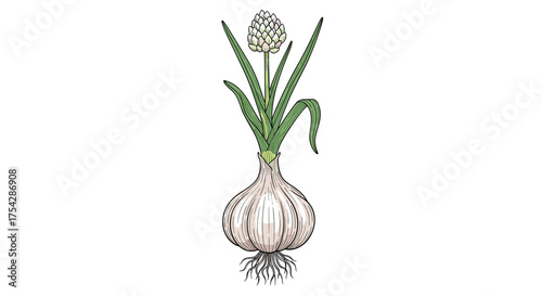 An illustration of a single garlic bulb with green leaves and a flowering stem showing root detail.