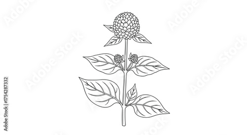 An artistic black and white line drawing of a plant with multiple leaves and a rounded flower.