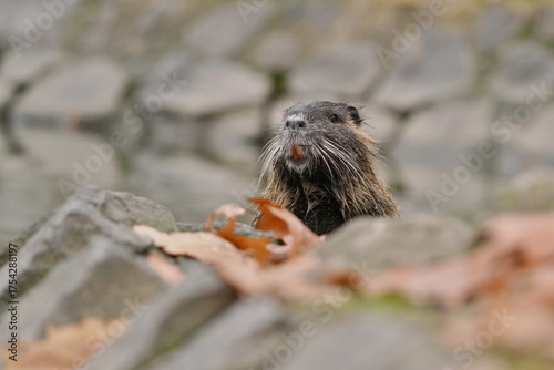 Coypu (Myocastor coypus) in the nature habitat. 