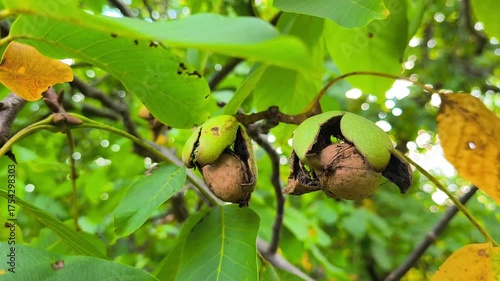 Close-up of two ripe walnuts splitting open on a branch among green and yellow leaves, showing the natural texture and seasonal transition of early autumn.