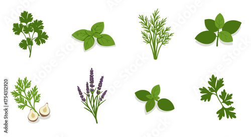 Collection of herbs: basil, lavender, cilantro, parsley, dill, and garlic