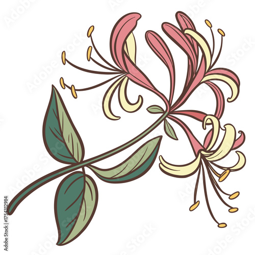 Honeysuckle Illustration: Captivating illustration of delicate honeysuckle blossoms, featuring intertwined stems, graceful leaves, and pastel hues.
